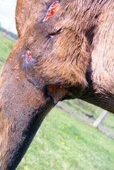 Animal Wound Care | May 21, 2005