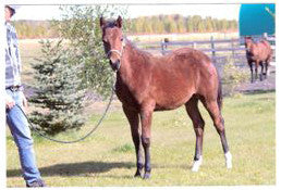 Horse Treated with Sheepskin Products Fully Healed