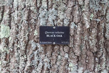 Black Oak Tree Photo