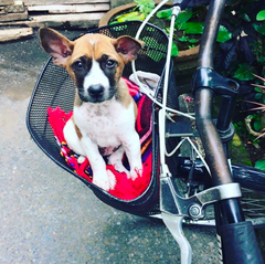Sari the adopted Bali dog
