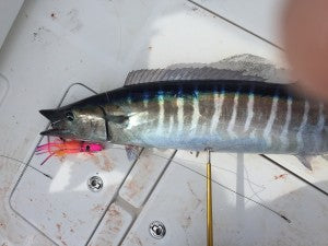 Big Wahoo Bost Lures