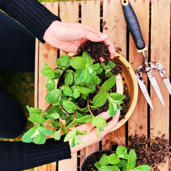 Growing mint as a garnish