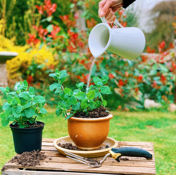 Growing mint as a garnish