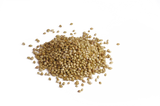 Coriander Seed Botanical