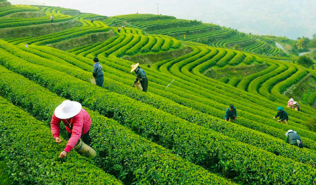 Сх китайски. Ханчжоу чайные плантации. Лунцзин плантации. Плантации чая Китай Ханчжоу. Город Ханчжоу чайные плантации.