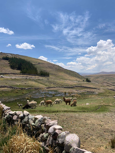 Andes and Alpacas