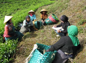 cultivation de thé bio malindo en indonésie 