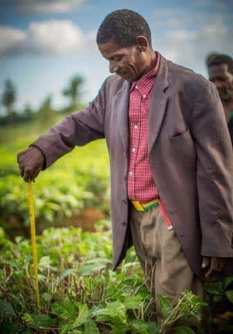 plantation-thé-malawi