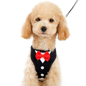 dog bow tie tuxedo collar