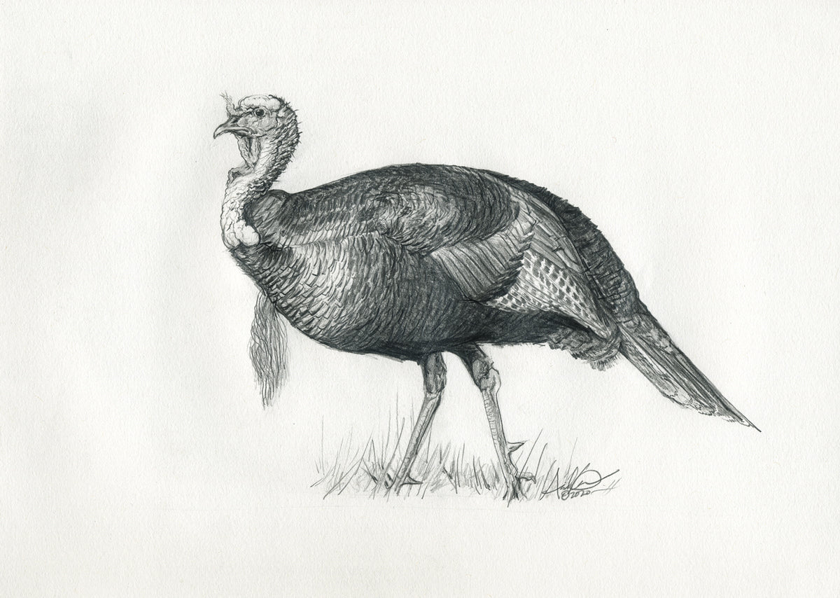 Original Turkey Illustration in Pencil, 8x10" Andrew Lee Design