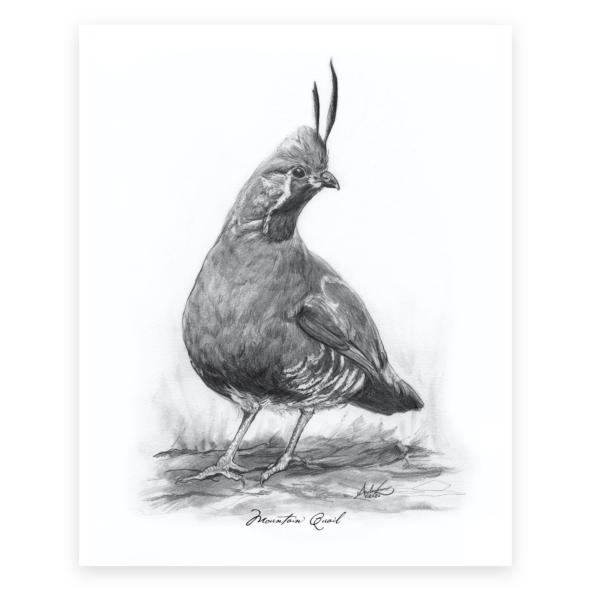 California Quail, 2 of 6, 8x10 Print - Andrew Lee Design