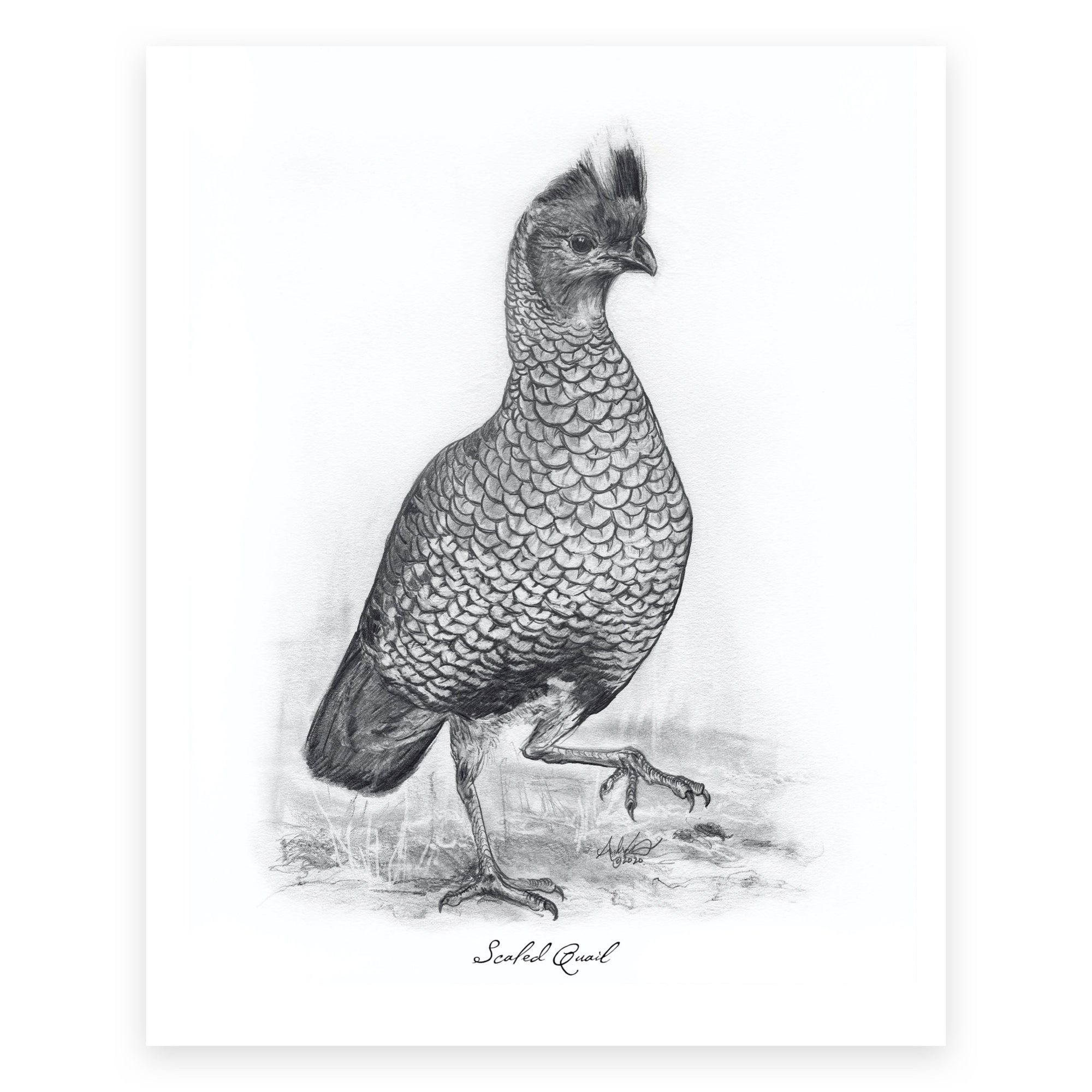 California Quail, 2 of 6, 8x10 Print - Andrew Lee Design