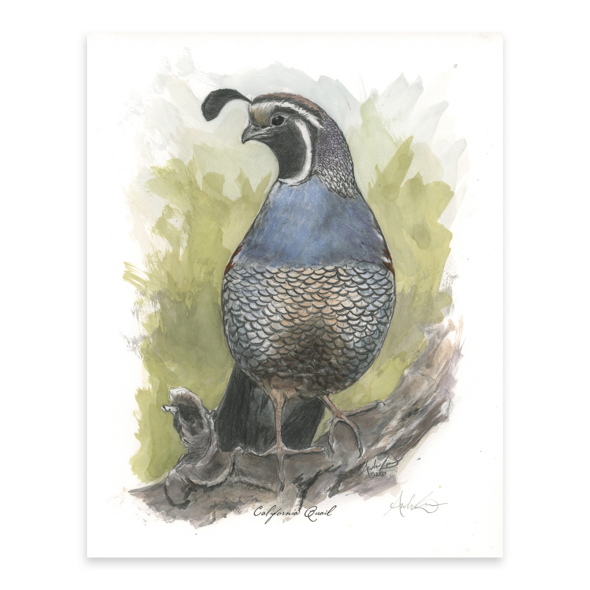 California Quail, 2 of 6, 8x10 Print - Andrew Lee Design