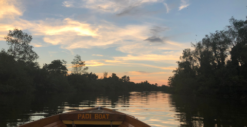 Borneo Mangrove Trip Family Travel