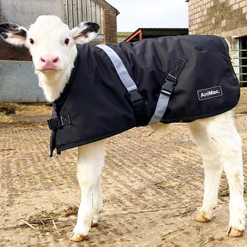 AniMac-Wear super Calf Jacket on a white calf