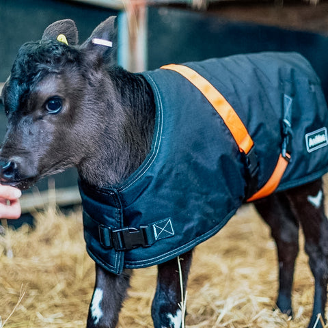 AniMac-Wear black calf jacket on a black three week old calf 