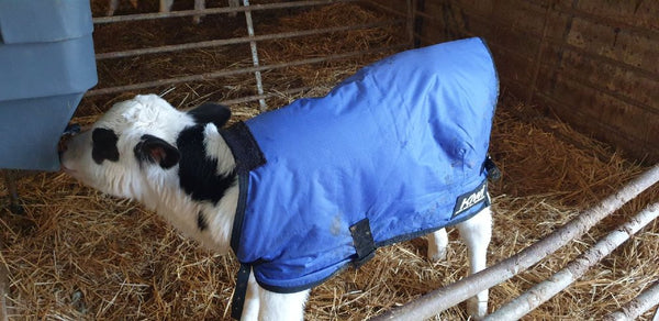 calf temperature management