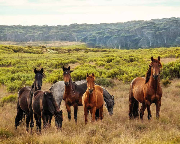 best fly rugs for horses