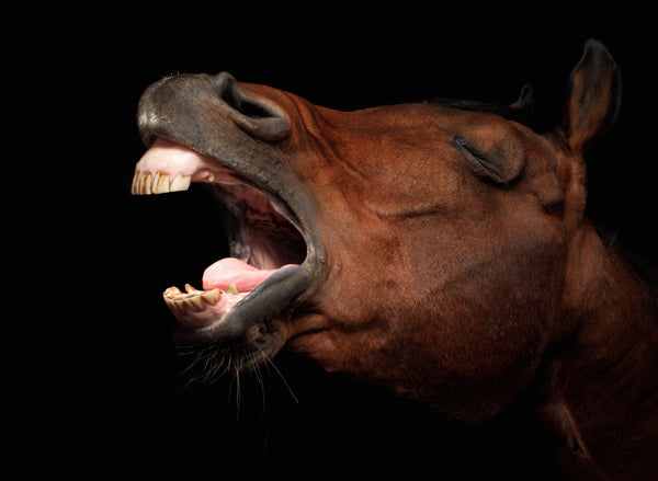 yawning horse