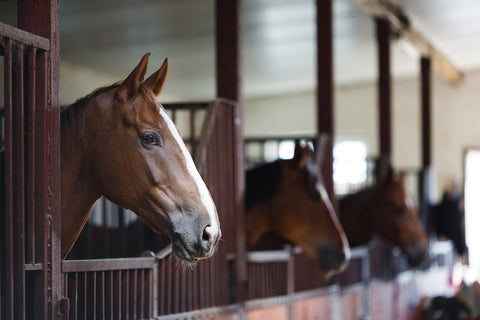 why use a light horse rug?