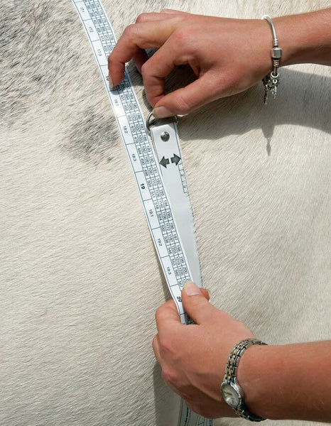 horse tape measure around heart girth