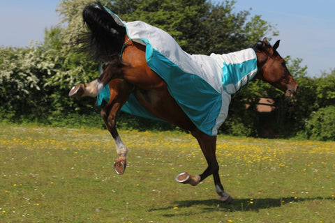 Fly Rug From New Zealand