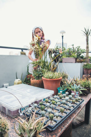 rooftop garden