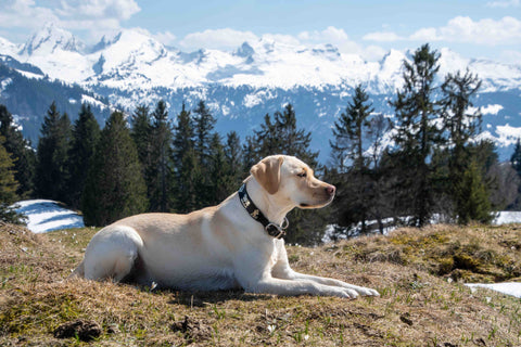 Histoire de réussite du régime Daisey Labrador Natural Balance à ingrédients limités