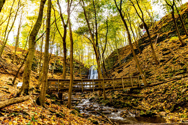 Park in Hamilton, Ontario showing a bridge a perfect place to take a dog on a walk