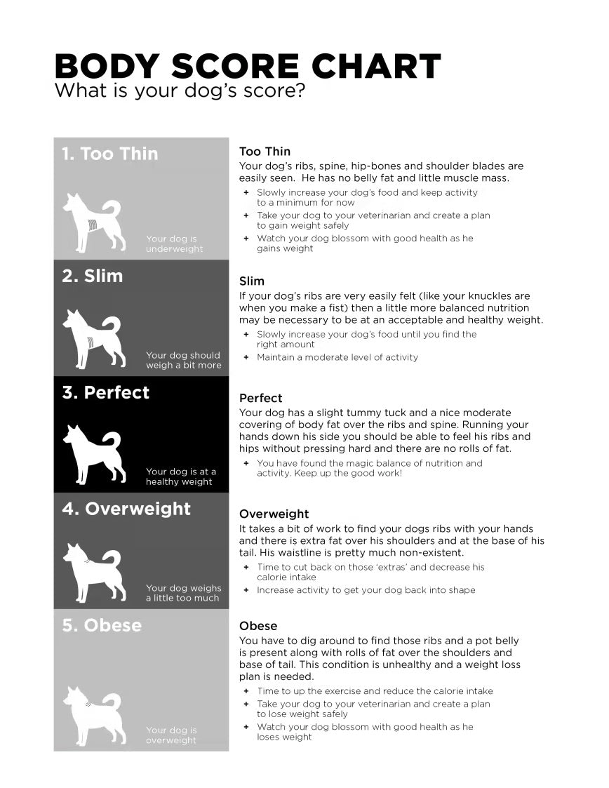 Dog Body Size Chart