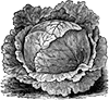 Cabbage