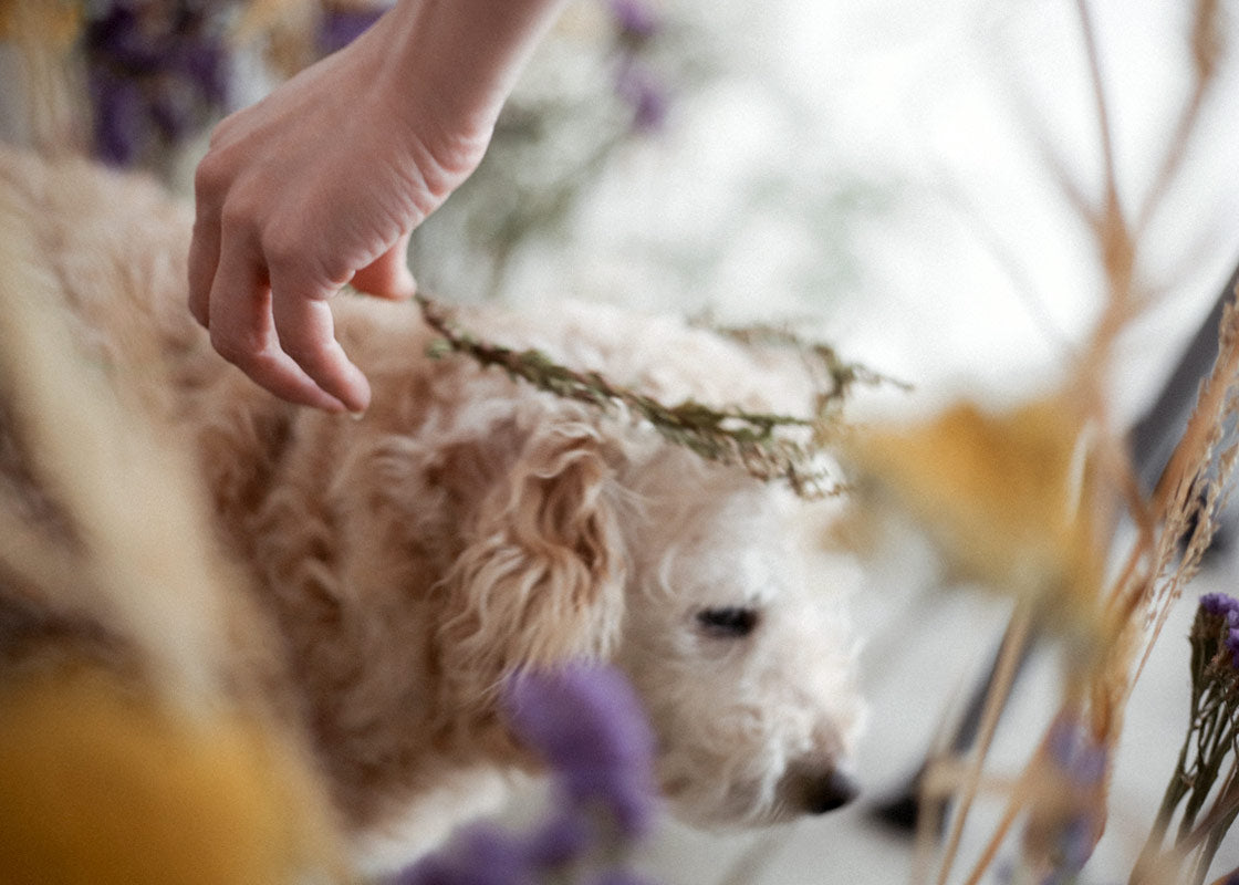 Creating An Indoor Woodland Meadow