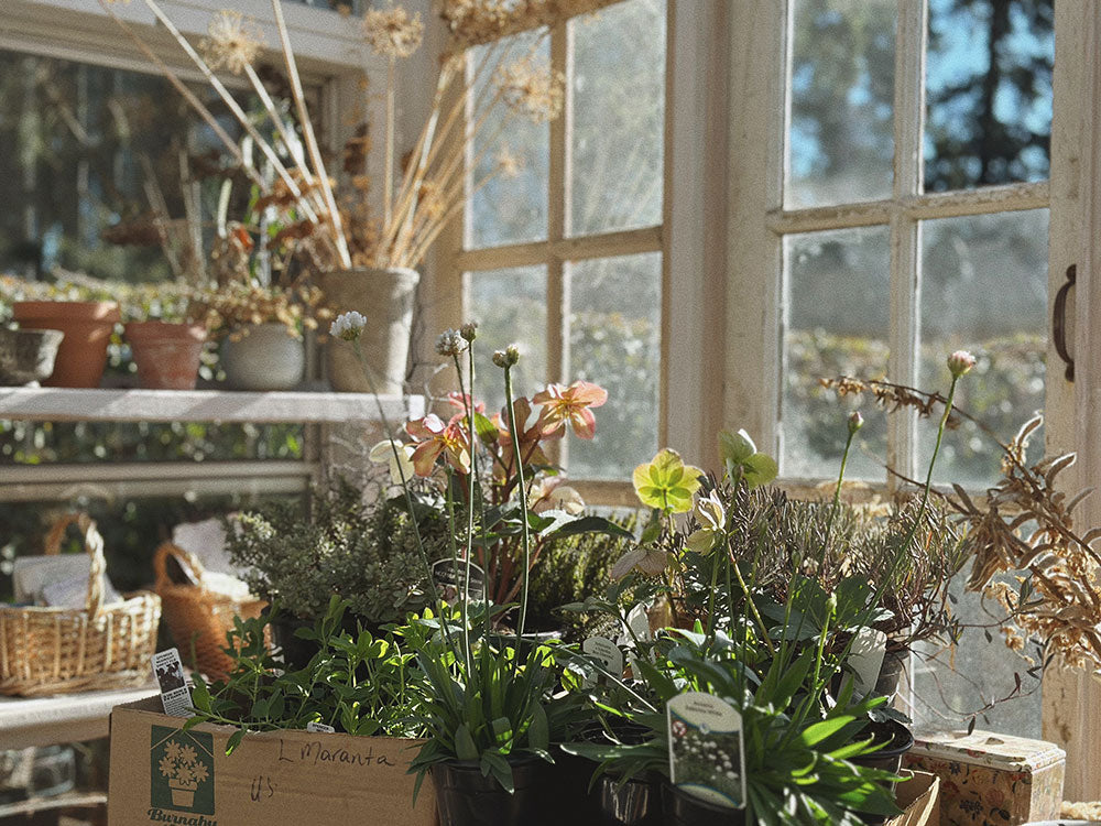 Adored Vintage Garden and Greenhouse in January