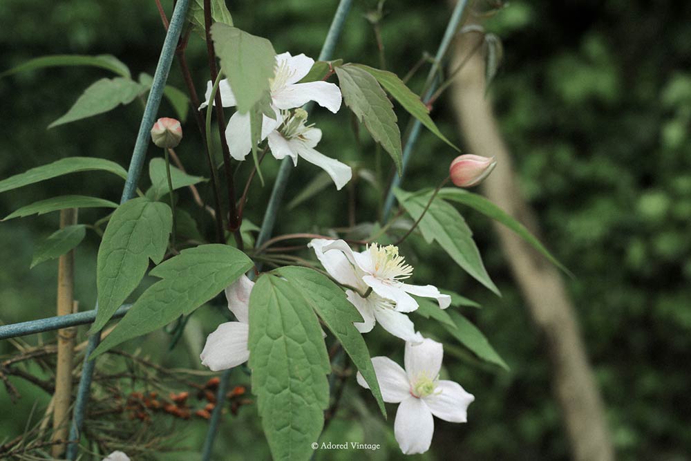 Photo Diary: April in My Garden / Saisons Journal / Adored Vintage