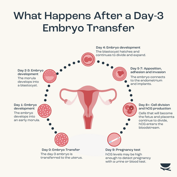 What happens after a day-3 embryo transfer