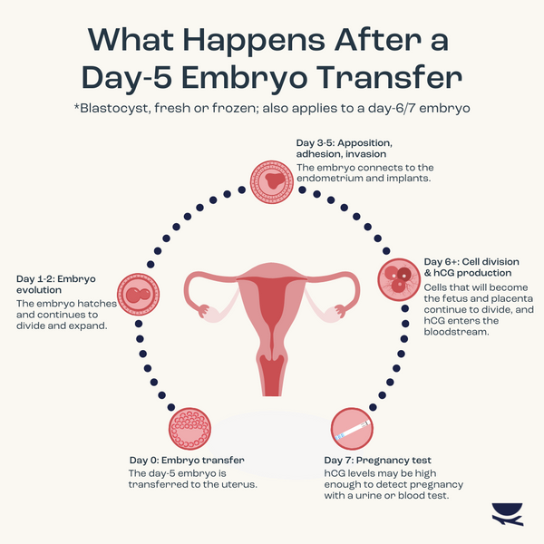 What happens after a day-5 embryo transfer