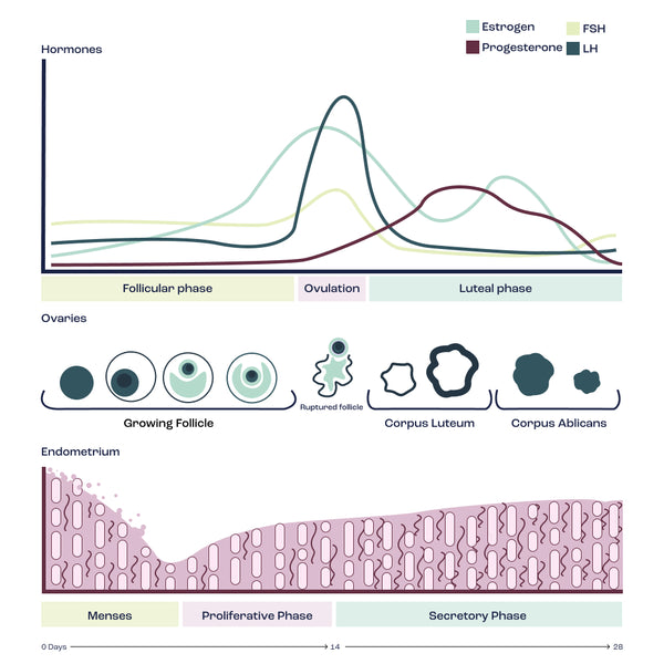 https://cdn.shopify.com/s/files/1/1443/0384/files/menstrual-cycle-hormone-ovary-endometrium-graph_600x600.jpg?v=1676059845