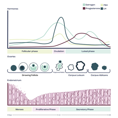 Hormones during the menstrual cycle