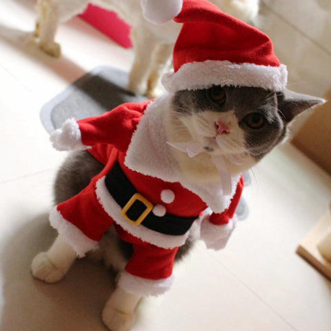 cat xmas costume