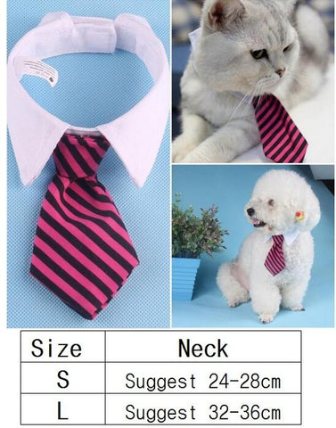 cat shirt collar and tie