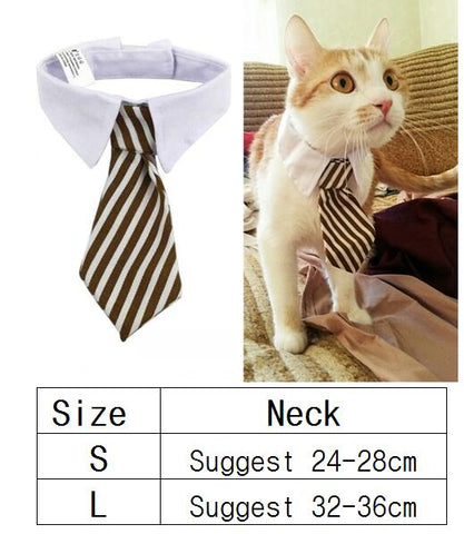 cat shirt collar and tie