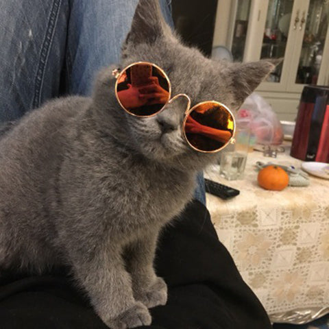 sunglasses for cat