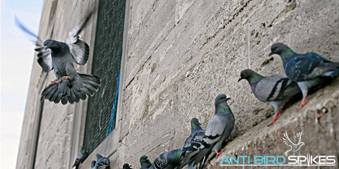 Pigeons roosting on a building ledge