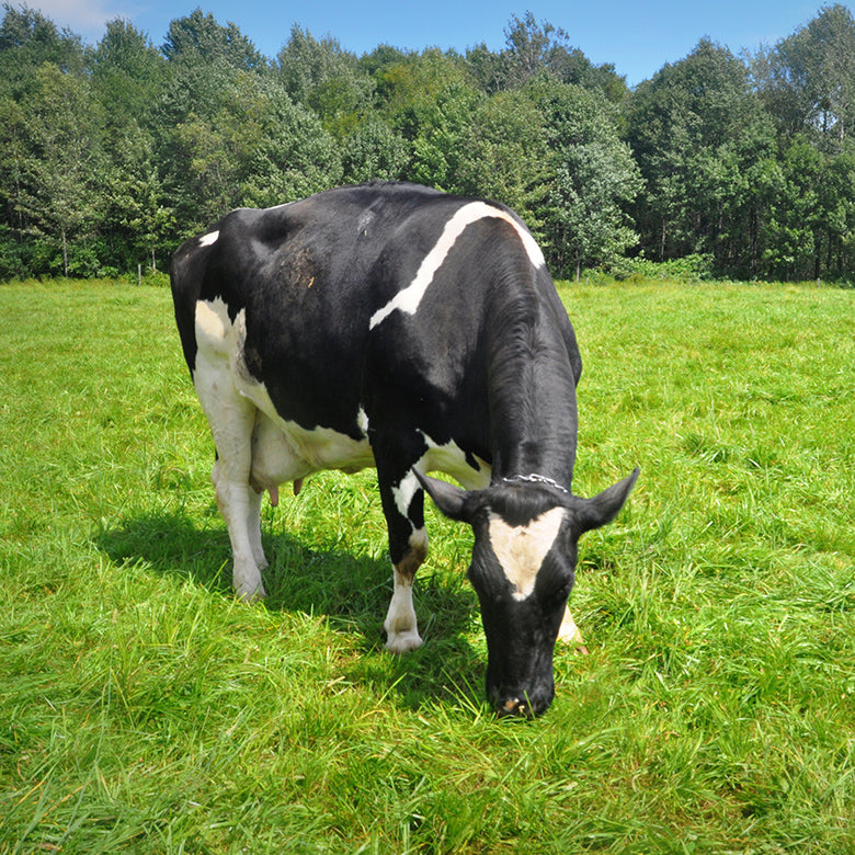 Calkins Creamery cow in pasture field