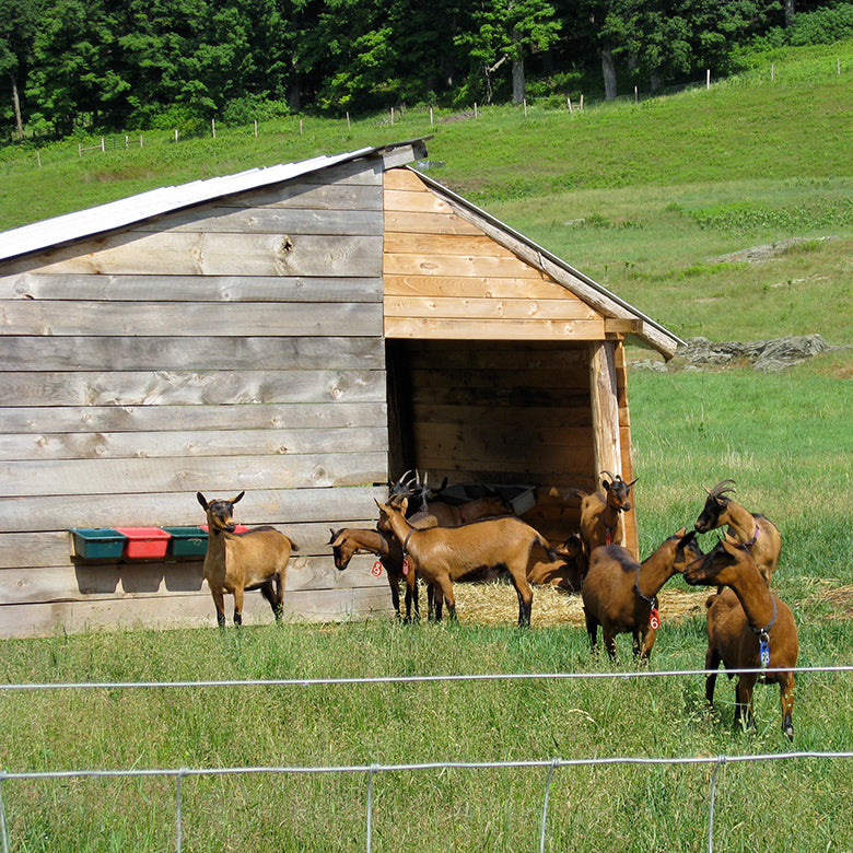 Goats next to run-in shed at Consider Bardwell Farm