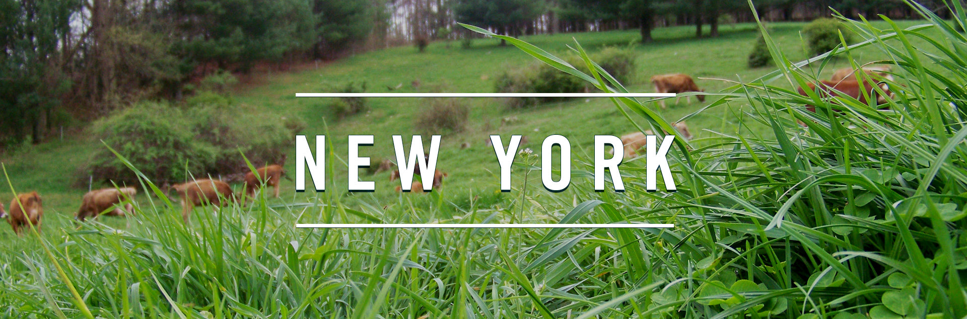 New York Farm