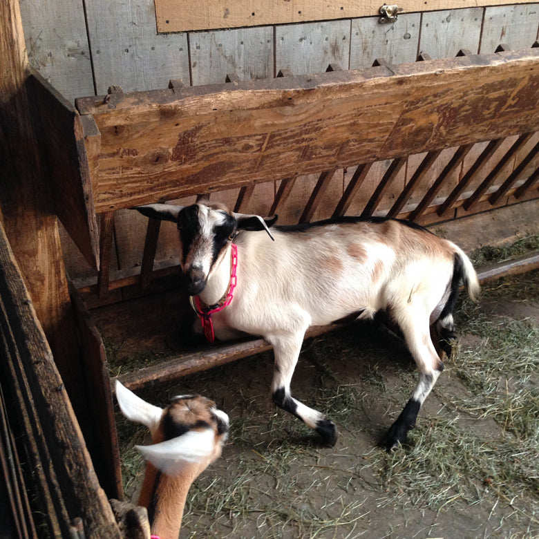 Goat inside farm at Lazy Lady Farm