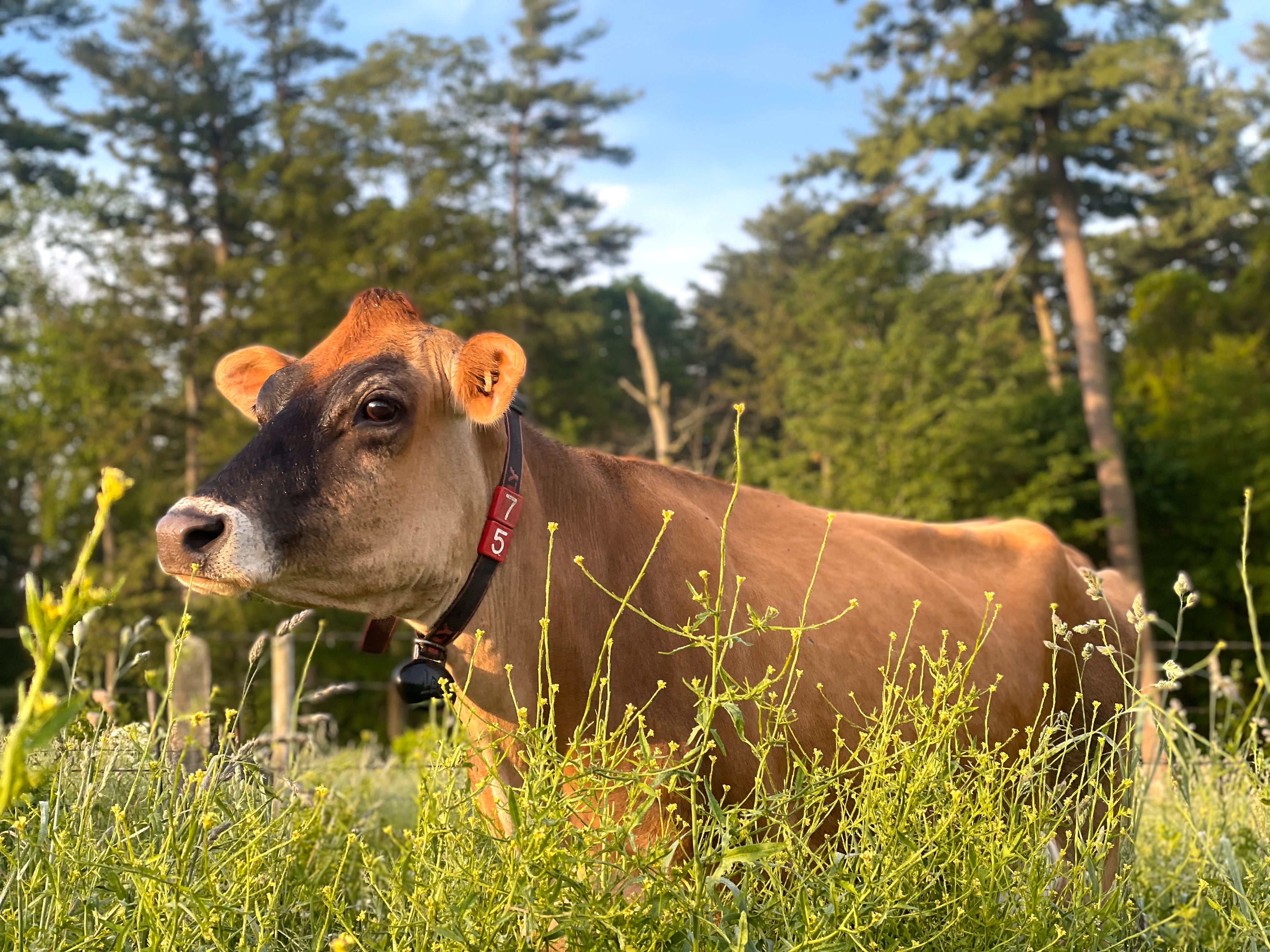 High Lawn Farm Jersey cow