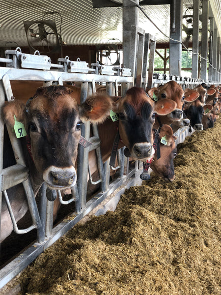 High Lawn Farm Jersey cattle