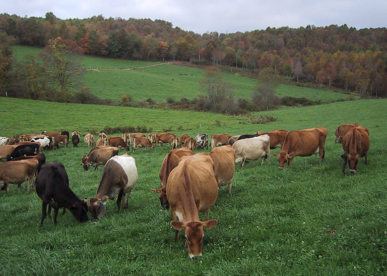 Cows in grassy pasture of rolling hills